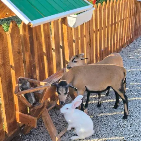 дановатъ къща * Zgorigrad